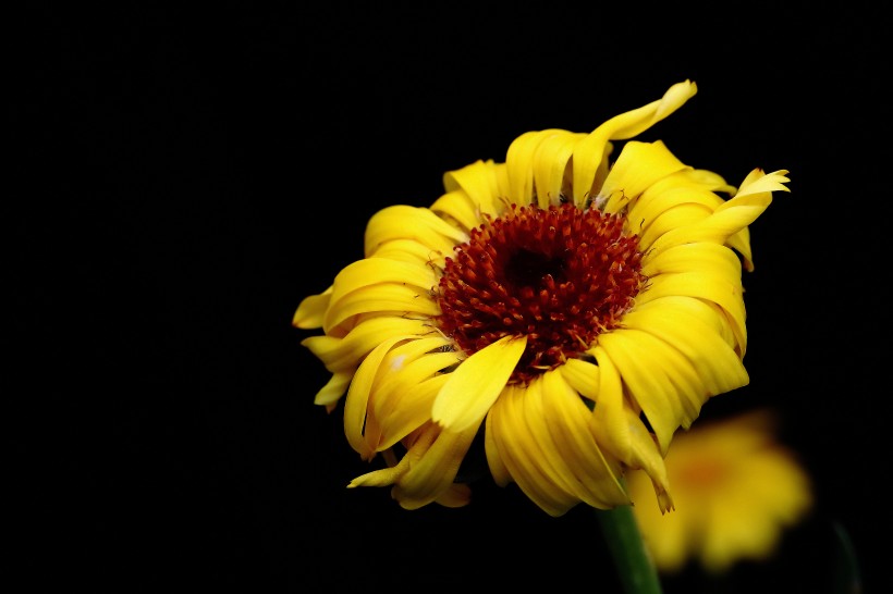 黄色的小菊花图片(20张)