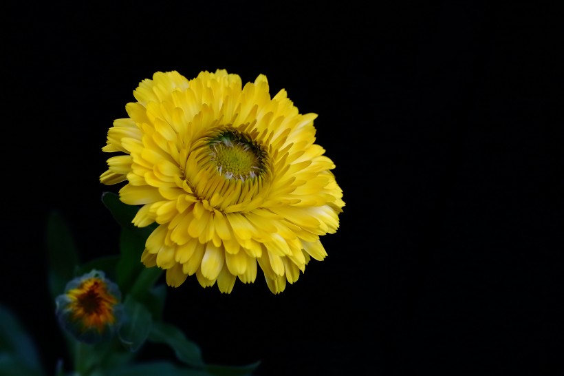 黄色的小菊花图片(18张)