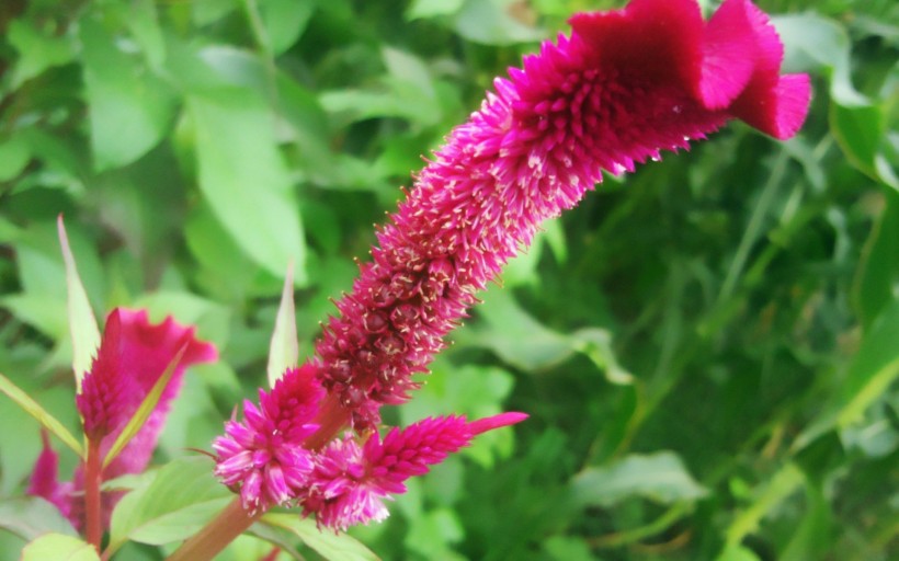 鸡冠花花卉图片(11张)
