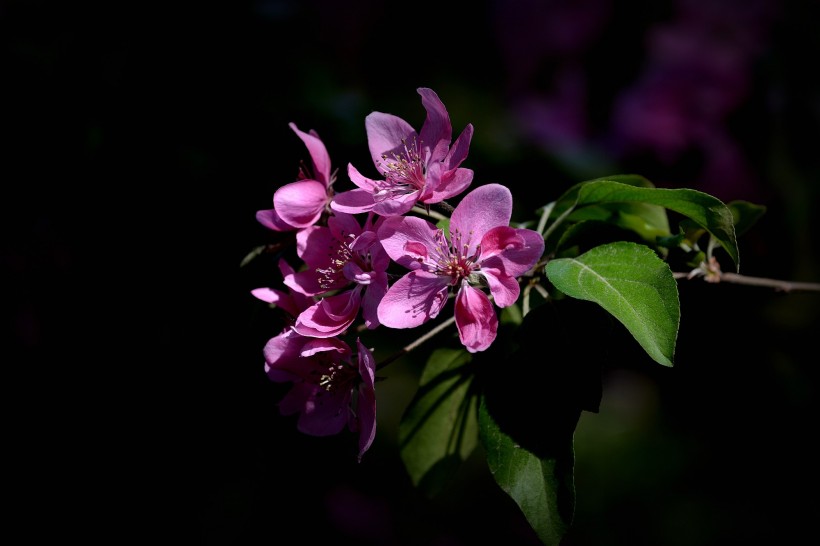 春天怒放的鲜花图片(8张)