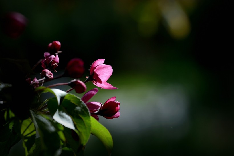 春天鲜花摄影图片(9张)