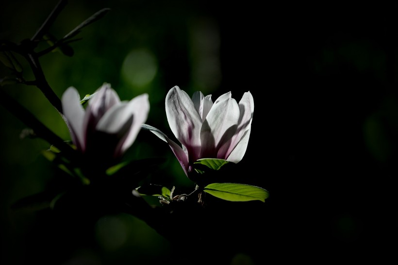 黑色背景下的花朵图片(13张)