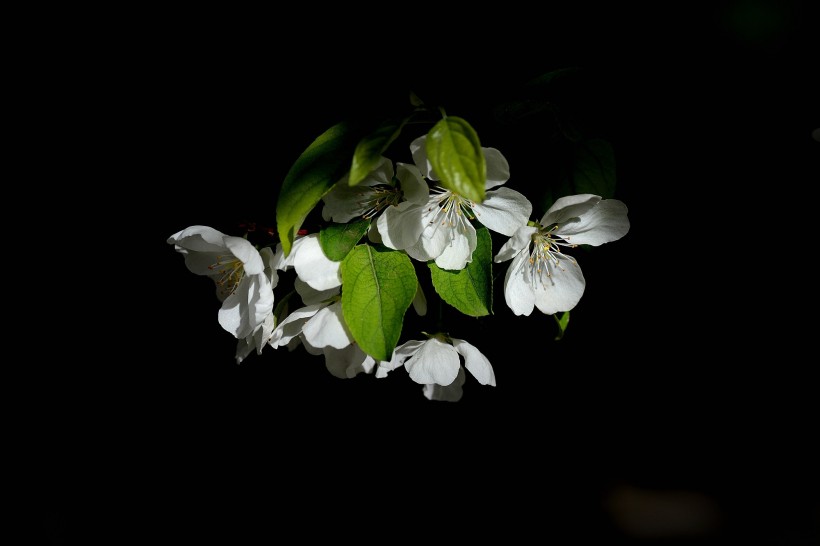 春天怒放的鲜花图片(8张)