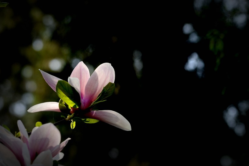 黑色背景下的花朵图片(13张)