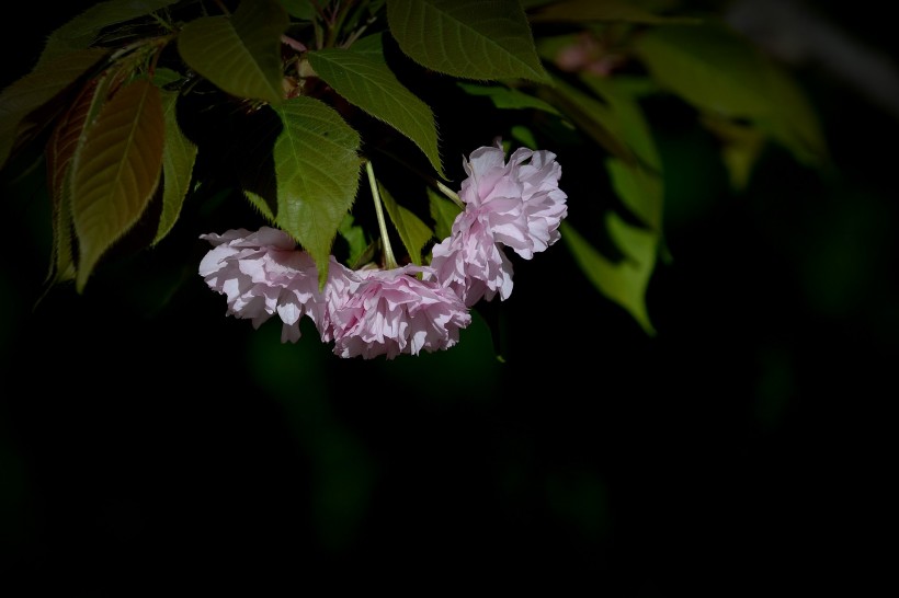 春天鲜花摄影图片(9张)