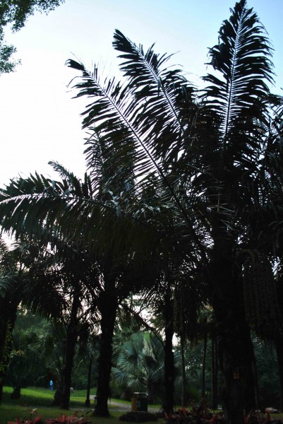 佛州王棕植物图片(3张)