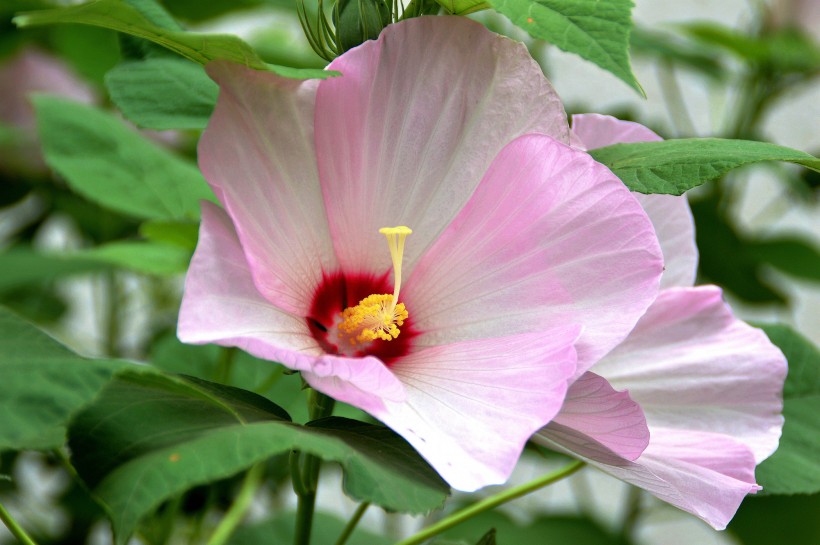 木芙蓉图片(10张)