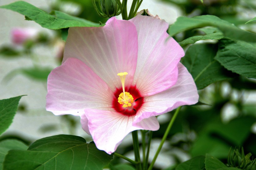 木芙蓉图片(10张)