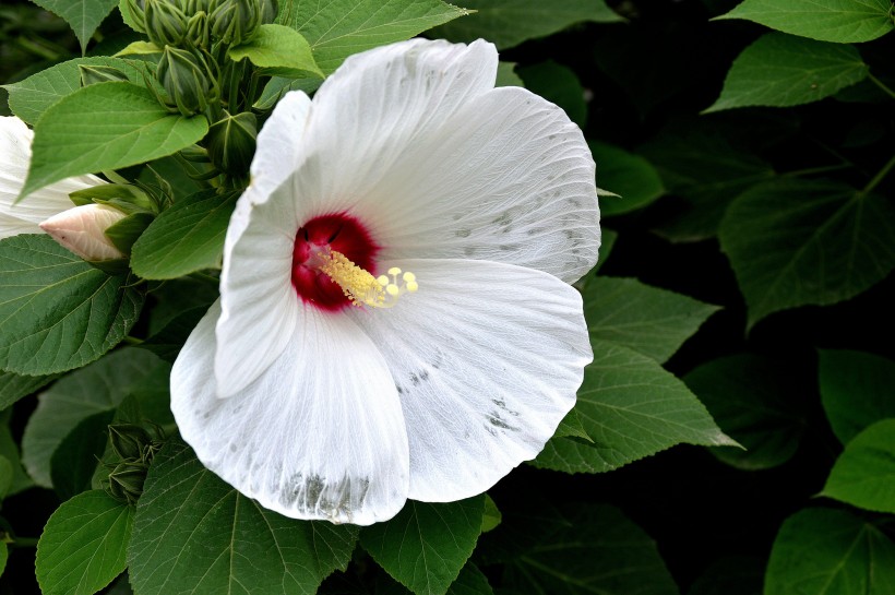 木芙蓉图片(10张)