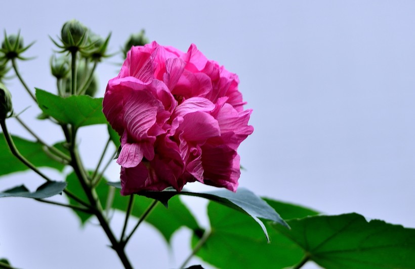 粉色芙蓉花图片(10张)