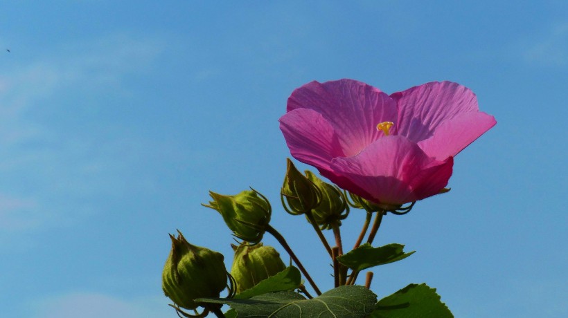 多彩芙蓉花图片(20张)