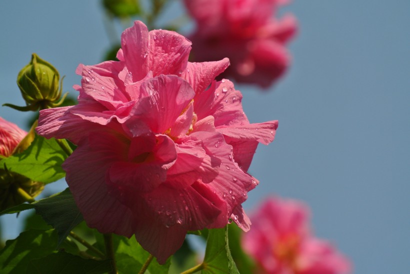 多彩芙蓉花图片(20张)