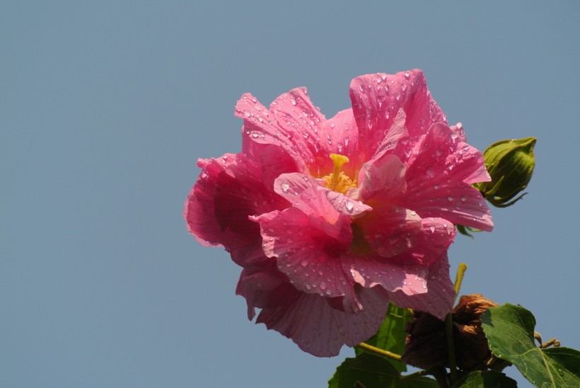 多彩芙蓉花图片(20张)