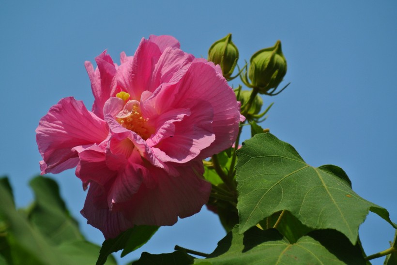 多彩芙蓉花图片(20张)