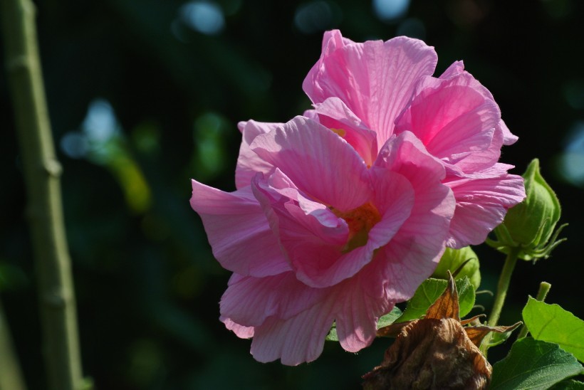 多彩芙蓉花图片(20张)