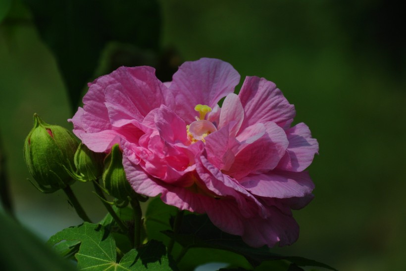 多彩芙蓉花图片(20张)