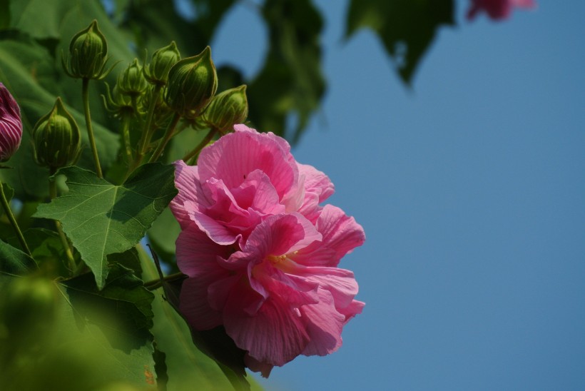 多彩芙蓉花图片(20张)