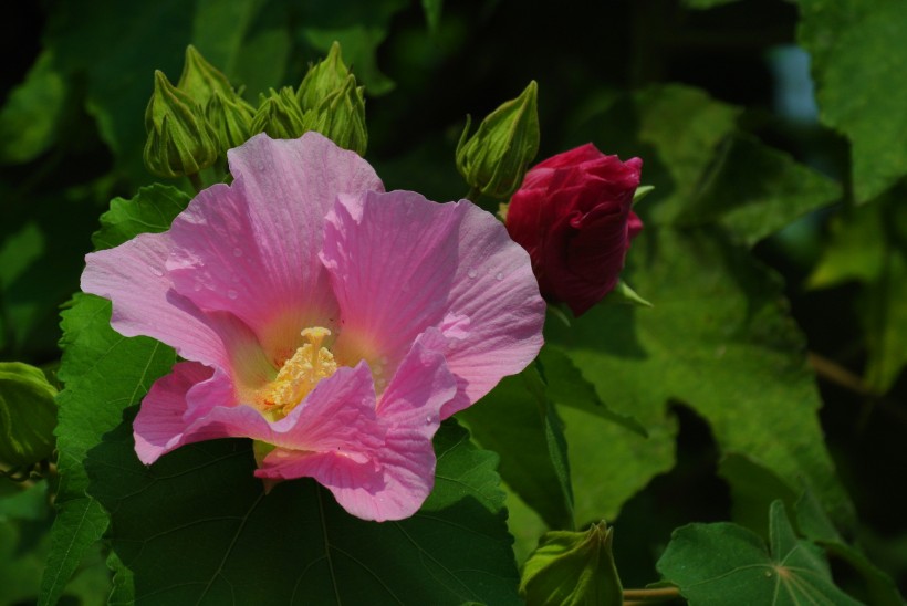 芙蓉花图片(24张)