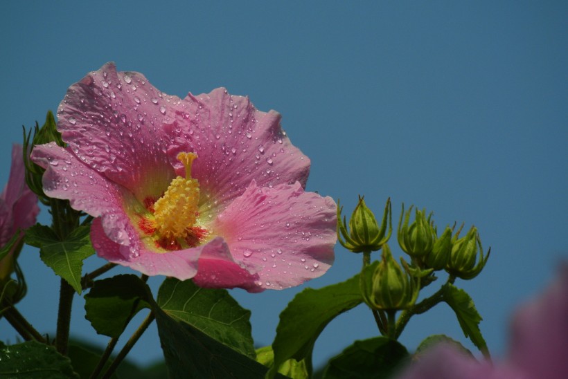 芙蓉花图片(24张)