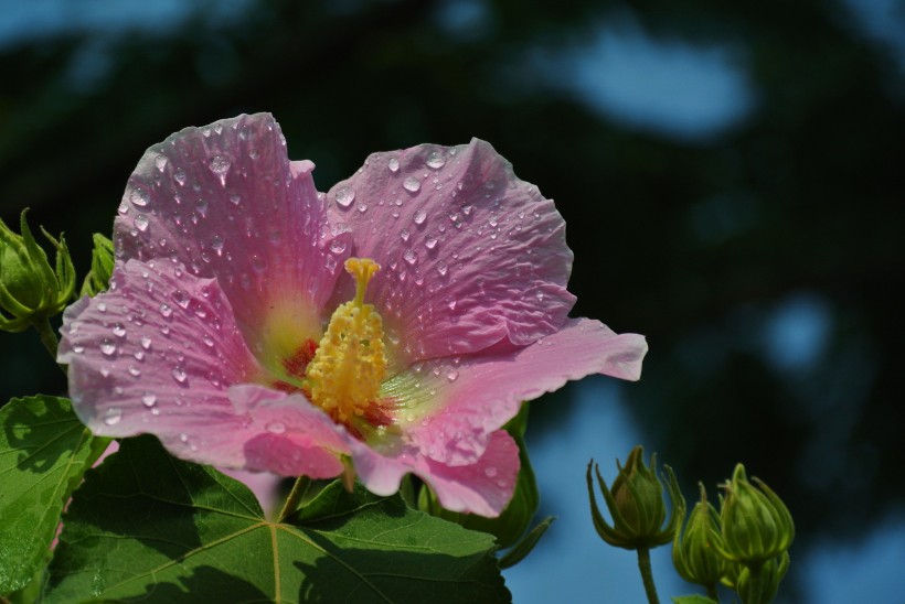 芙蓉花图片(24张)