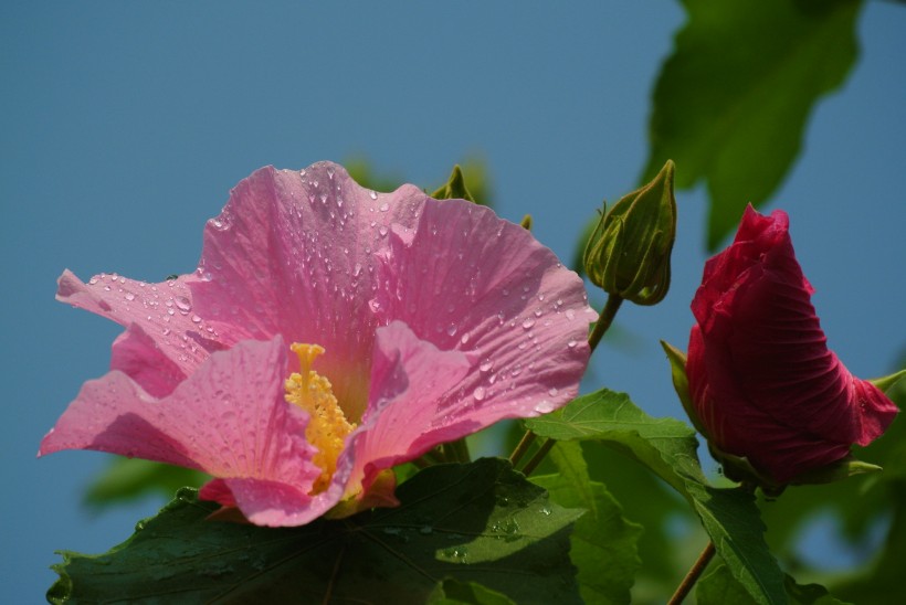 芙蓉花图片(24张)