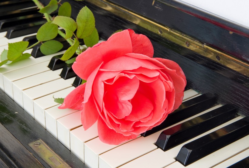 玫瑰花朵与钢琴图片(16张)