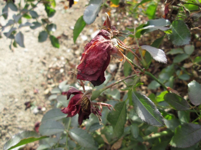 枯萎的干花图片(17张)