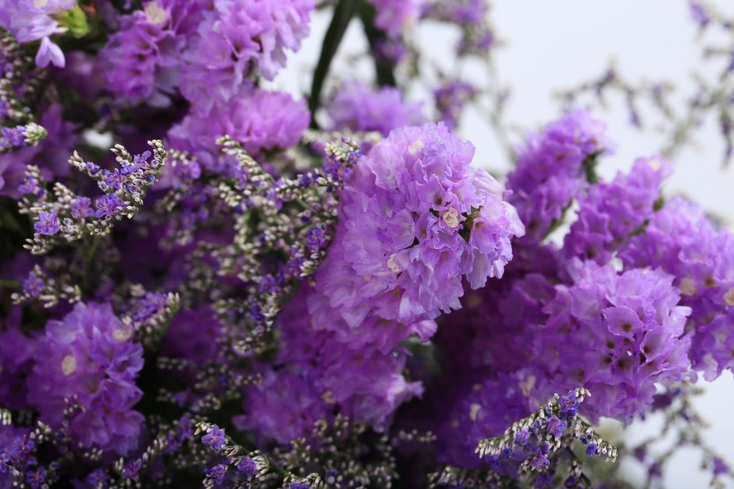 漂亮的紫色干花图片(12张)