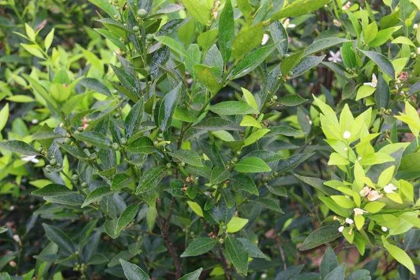 绿色的小清新柑橘树图片(13张)