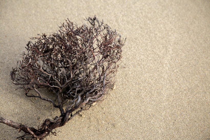 沙滩上死掉的干植物图片(12张)