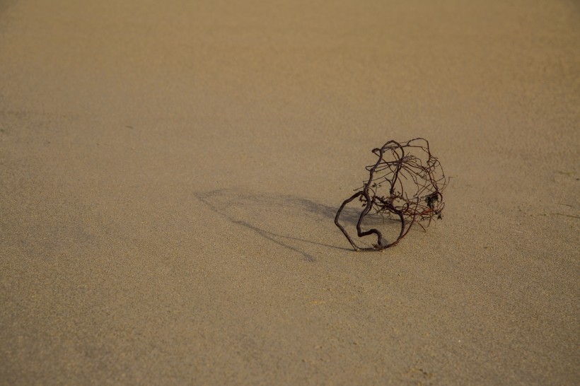 沙滩上死掉的干植物图片(12张)