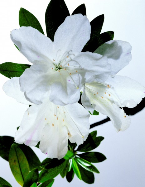 高清白色花朵图片(5张)