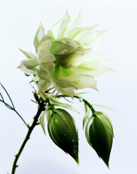 高清白色花朵图片(5张)