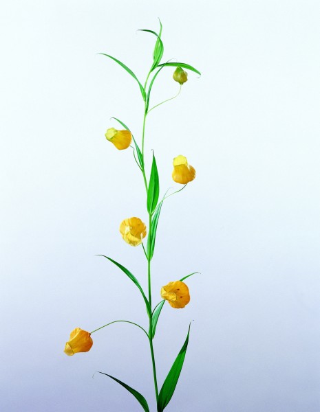 高清黄色花朵图片(6张)