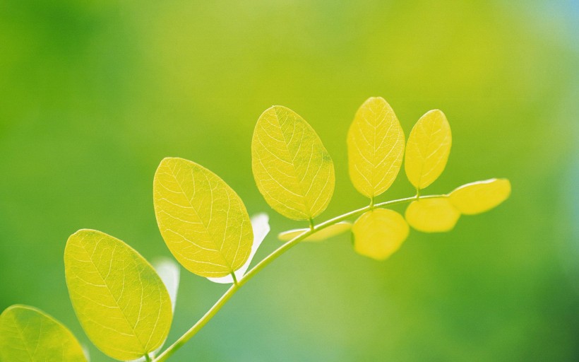 植物绿叶图片(20张)