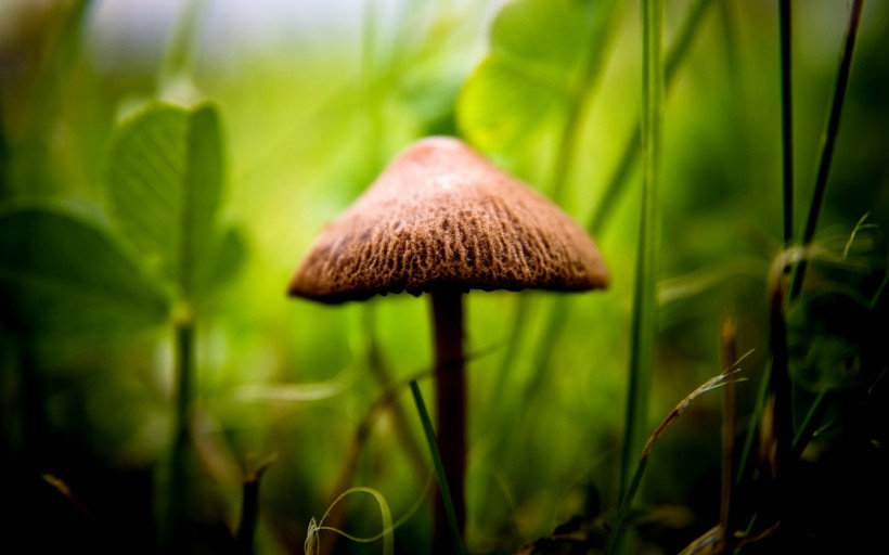 植物绿叶图片(20张)