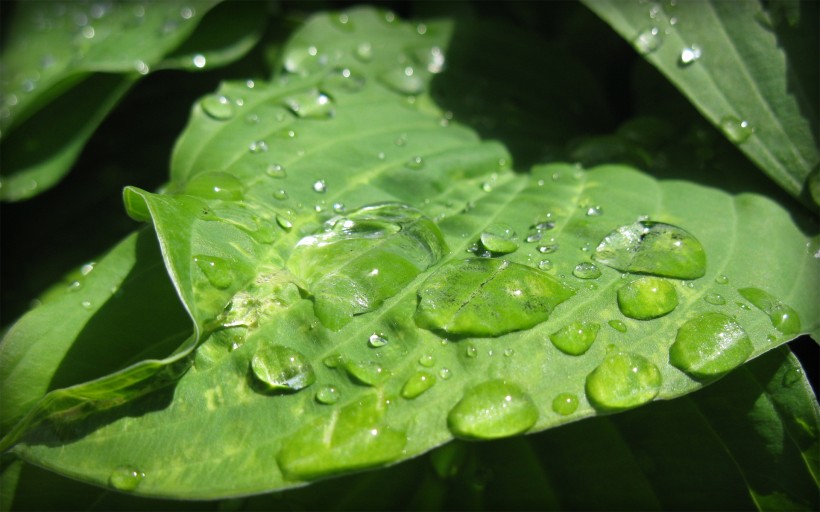 植物绿叶图片(20张)