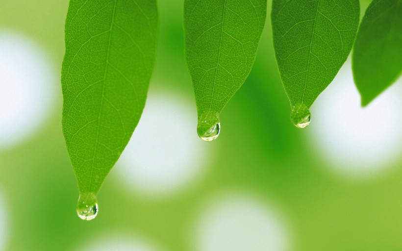 植物绿叶图片(20张)