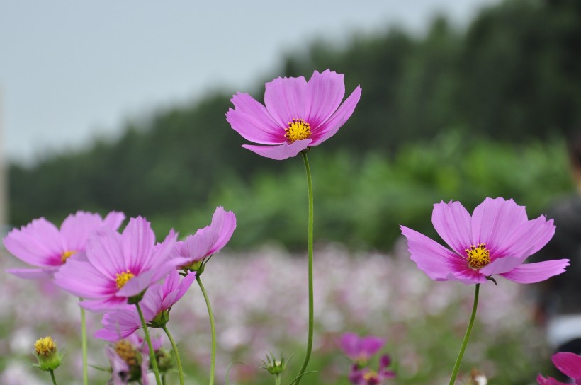 清新波斯菊花卉图片(13张)