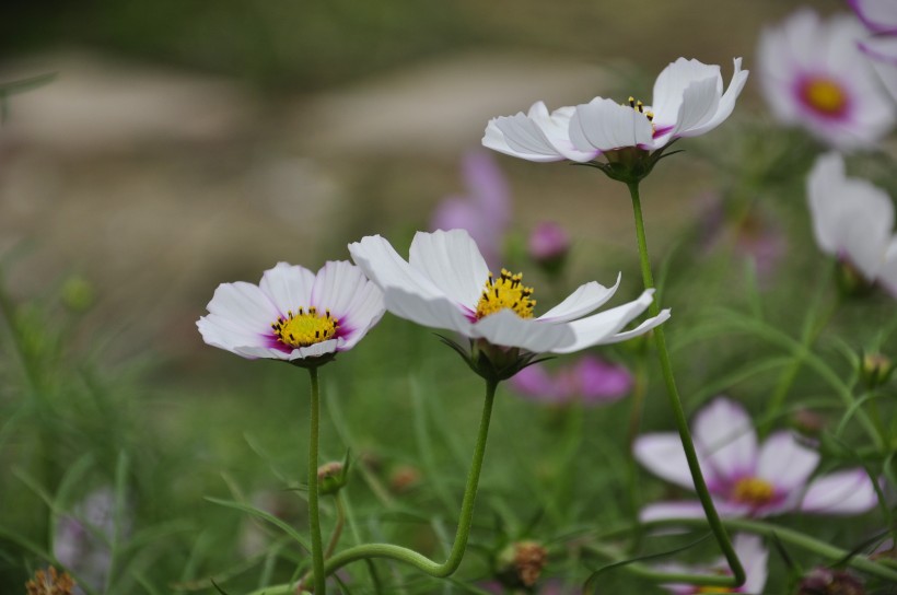 多彩的大波斯菊花卉图片(10张)