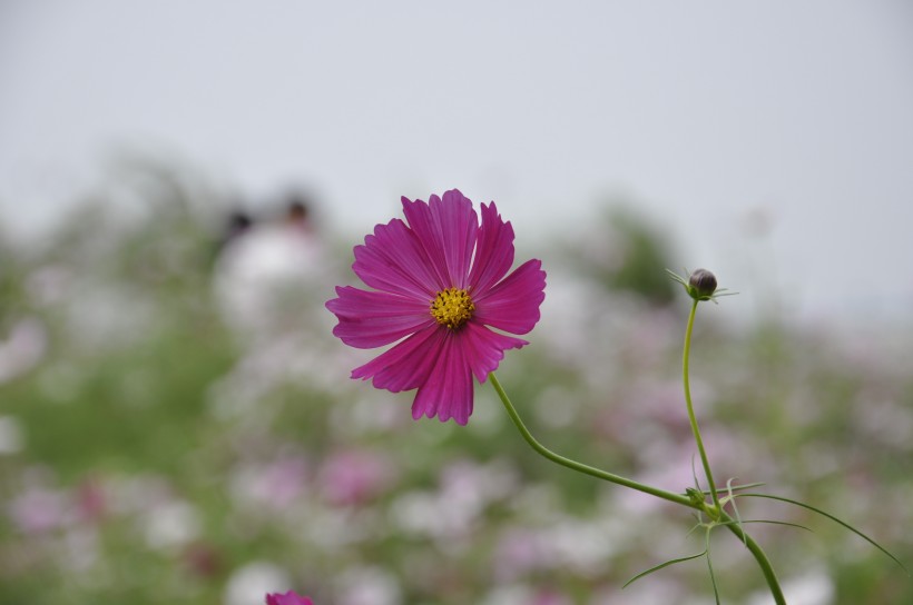 清新波斯菊花卉图片(13张)