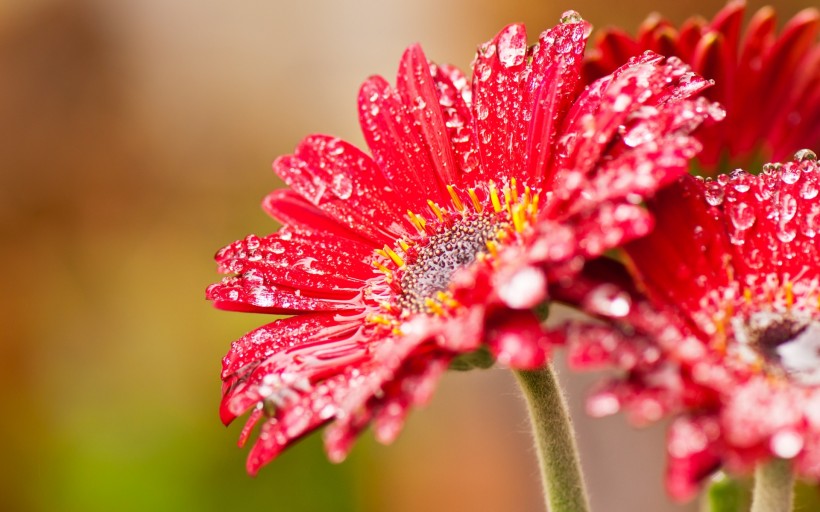 靓丽的非洲菊花卉图片(11张)
