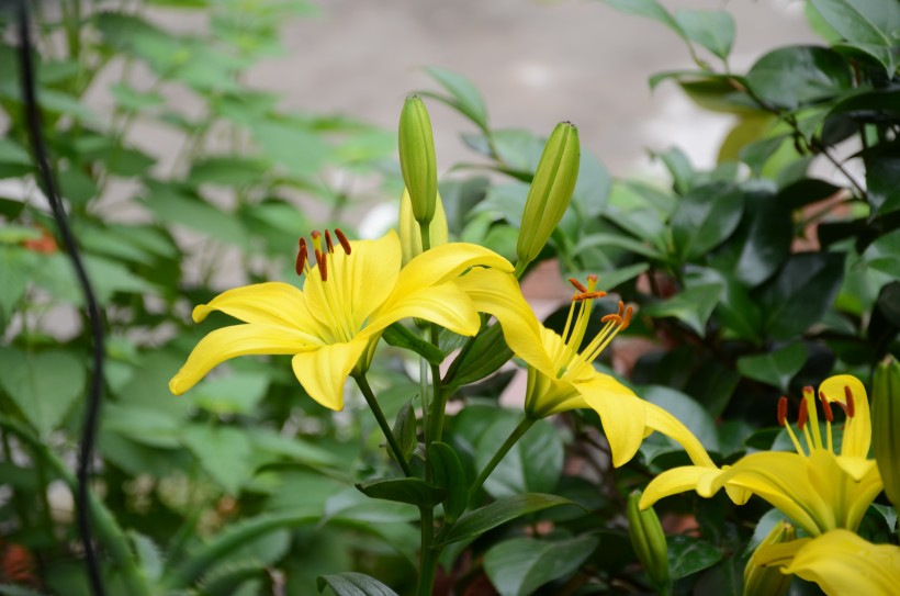 各种各样的百合花图片(15张)