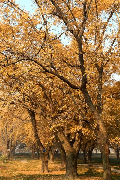 金黄银杏树图片(6张)