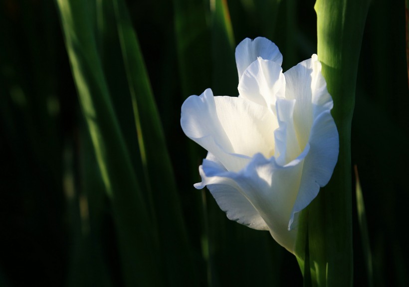 白色唐菖蒲花卉图片(8张)