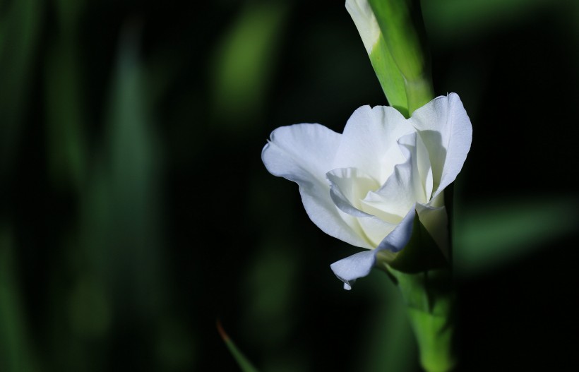 白色唐菖蒲花卉图片(8张)