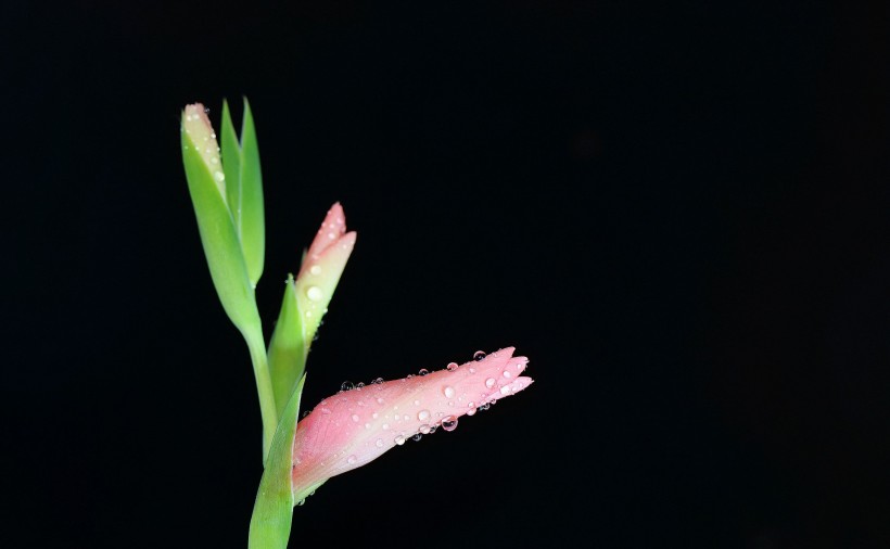 粉色唐菖蒲花卉图片(9张)