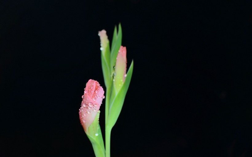 粉色唐菖蒲花卉图片(9张)