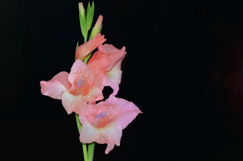 粉色唐菖蒲花卉图片(9张)