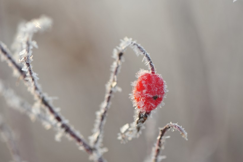 冬季挂霜红果图片(9张)